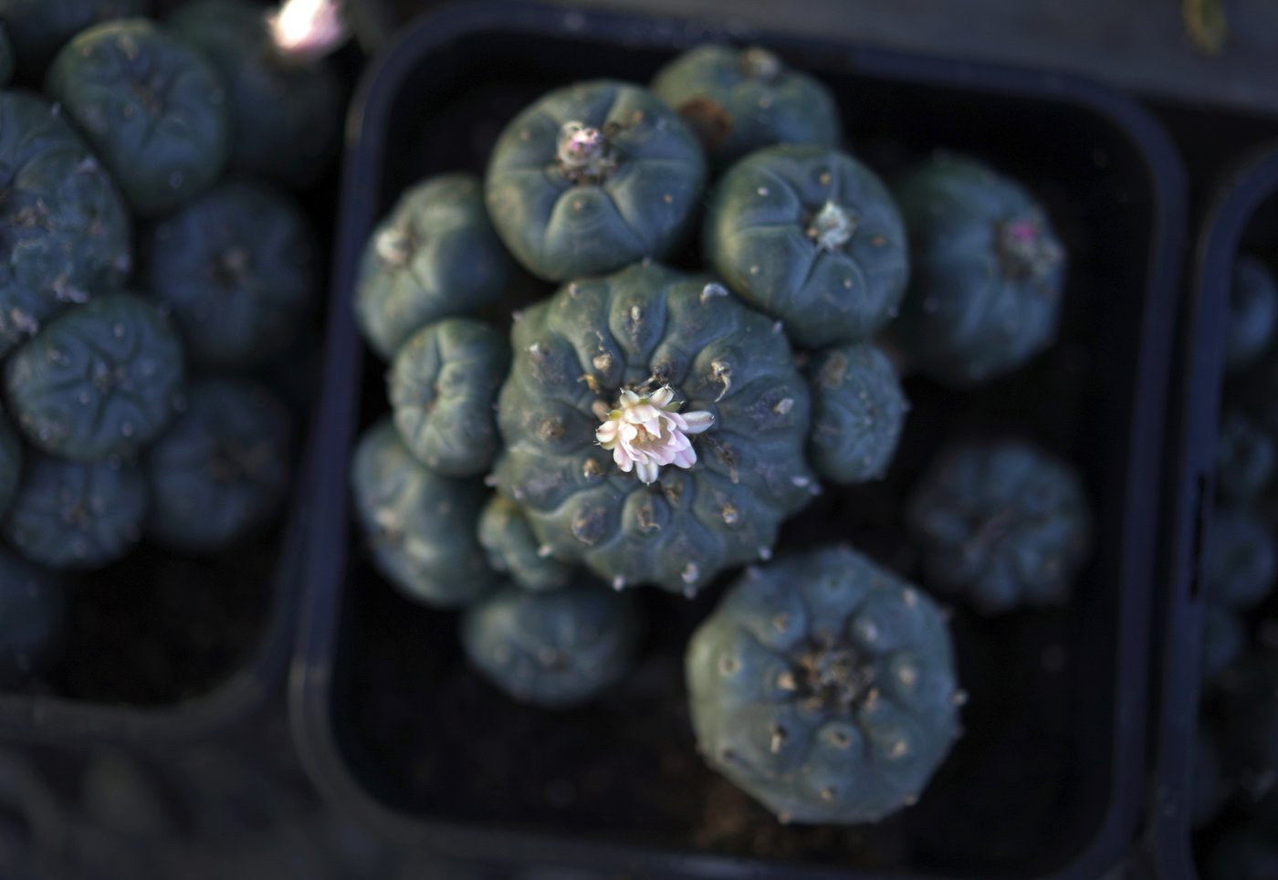 Peyote sacred to Native Americans threatened by psychedelic renaissance and development | iNFOnews.ca