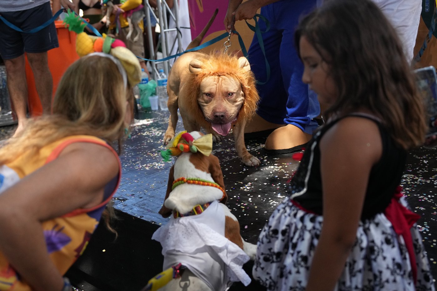 Dogs parade at Rio Carnival as their owners protest against animal cruelty | iNFOnews.ca Dogs parade at Rio Carnival as their owners protest against animal cruelty | iNFOnews.ca