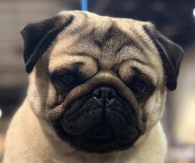 A close up of a pug's face.