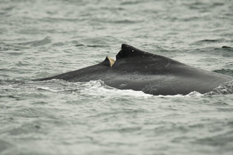 Humpback calf seen with deep gash after reported ferry strike off Vancouver | iNFOnews.ca
