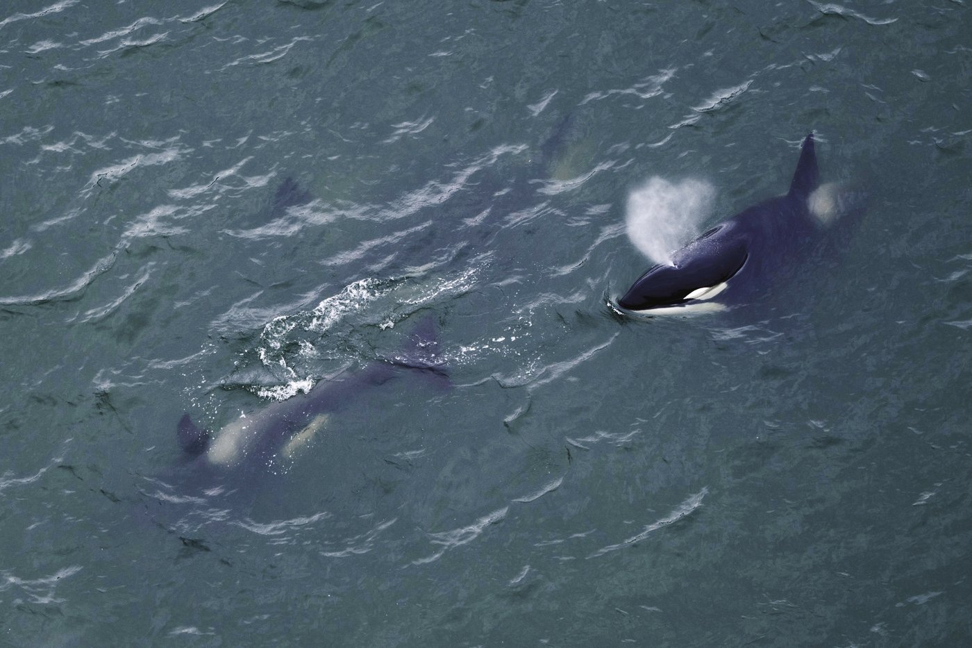 How Vancouver's urban orcas create connections and community among followers | iNFOnews.ca How Vancouver's urban orcas create connections and community among followers | iNFOnews.ca