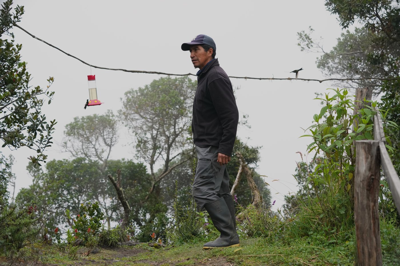 An ancient forest in Ecuador is the last stand for a tiny hummingbird facing extinction | iNFOnews.ca An ancient forest in Ecuador is the last stand for a tiny hummingbird facing extinction | iNFOnews.ca