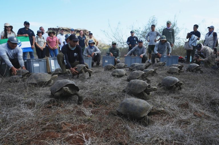 Galápagos park releases 158 juvenile hybrid tortoises on Floreana to restore the ecosystem | iNFOnews.ca