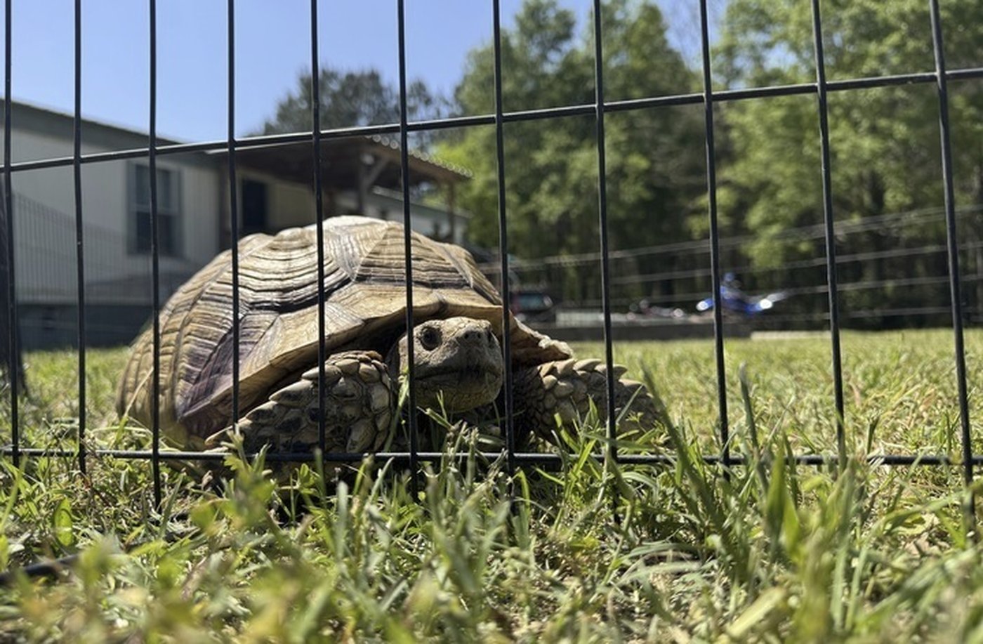 A beloved pet tortoise is reunited with its family weeks after disappearing in a Mississippi tornado | iNFOnews.ca A beloved pet tortoise is reunited with its family weeks after disappearing in a Mississippi tornado | iNFOnews.ca