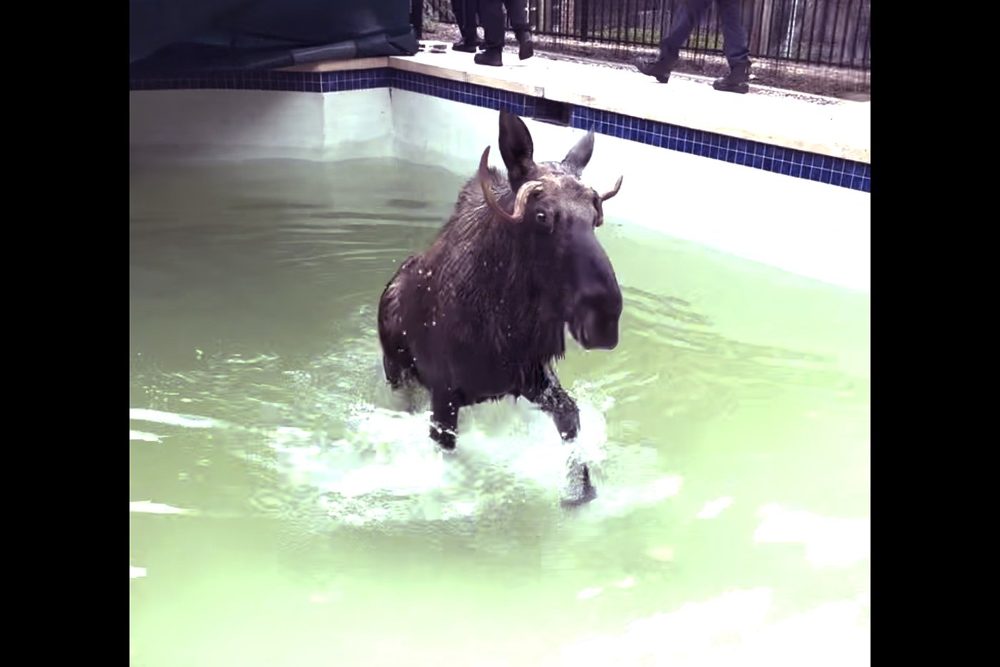 A moose was rescued from a swimming pool in New Hampshire | iNFOnews.ca