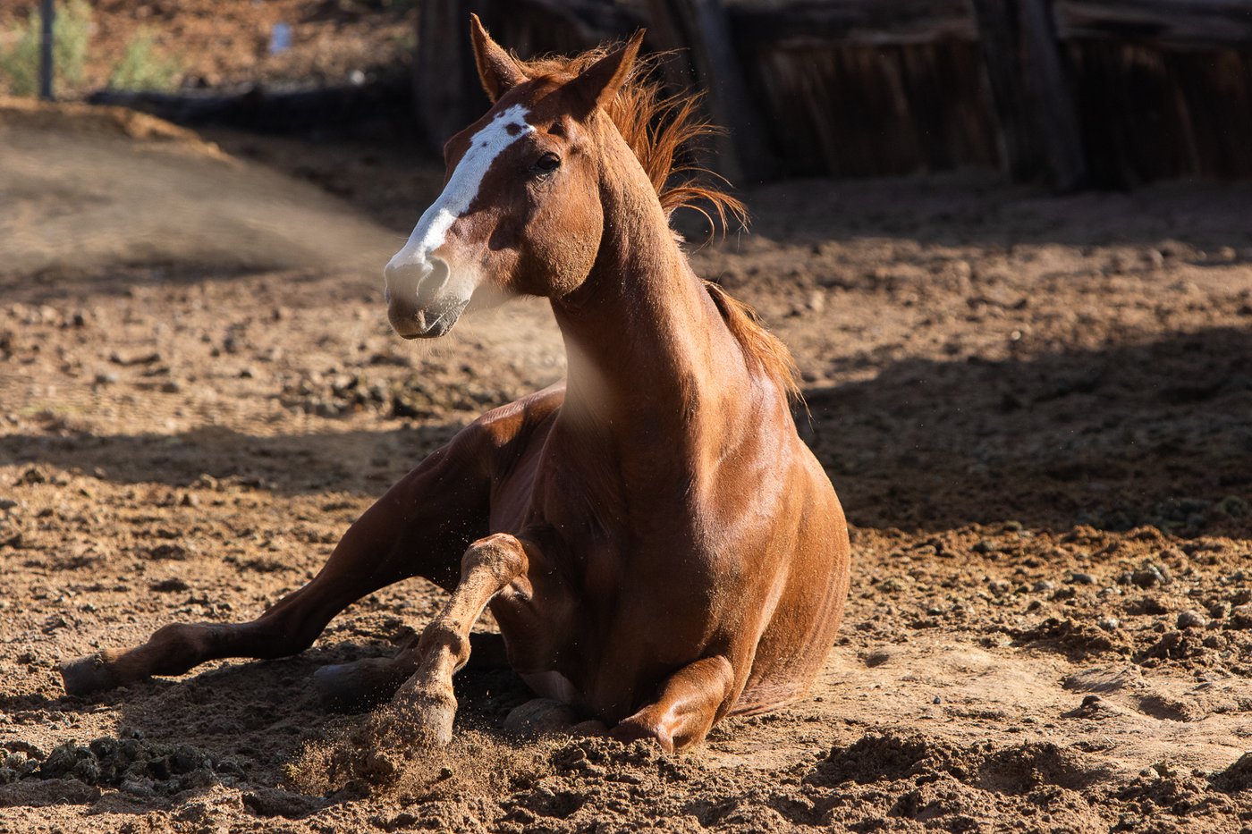 Retired and rescued: Old horses live out their final years at River Thunder Ranch | iNFOnews.ca Retired and rescued: Old horses live out their final years at River Thunder Ranch | iNFOnews.ca