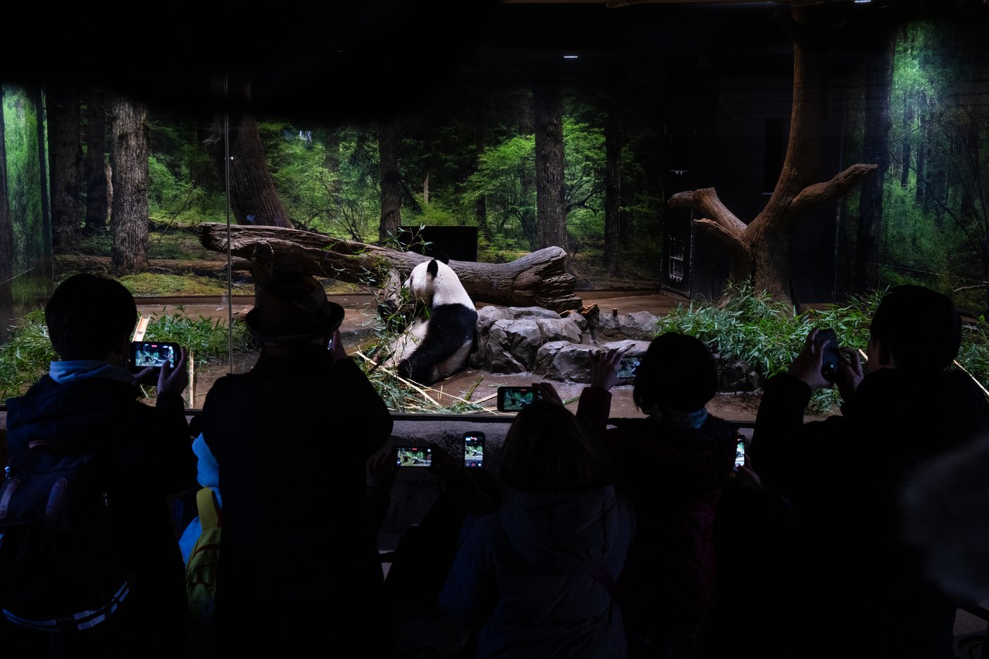 Photos shows Japan's love of pandas as twins Xiao Xiao and Lei Lei return to China | iNFOnews.ca