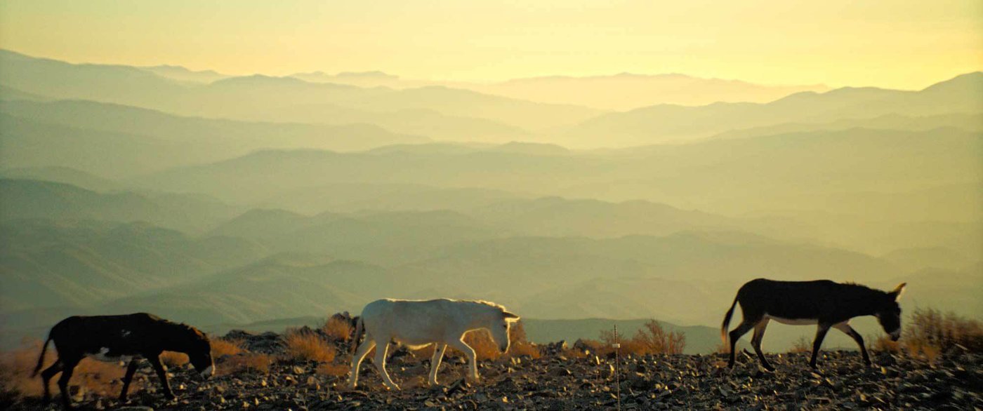 Ass backwards: How a Canadian donkey documentary is defying Oscars conventions | iNFOnews.ca Ass backwards: How a Canadian donkey documentary is defying Oscars conventions | iNFOnews.ca