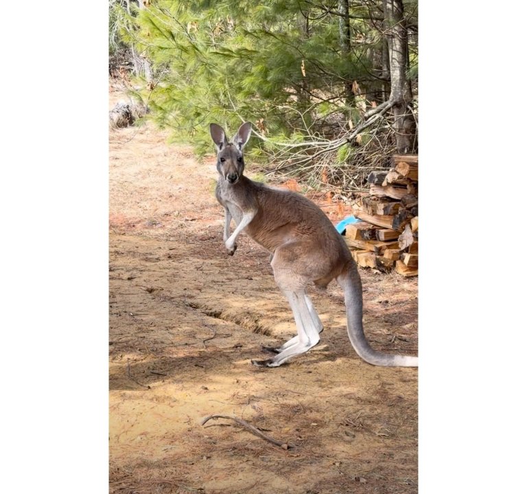 Chesney the kangaroo scales tall fence and flees petting zoo for three days on the lam | iNFOnews.ca