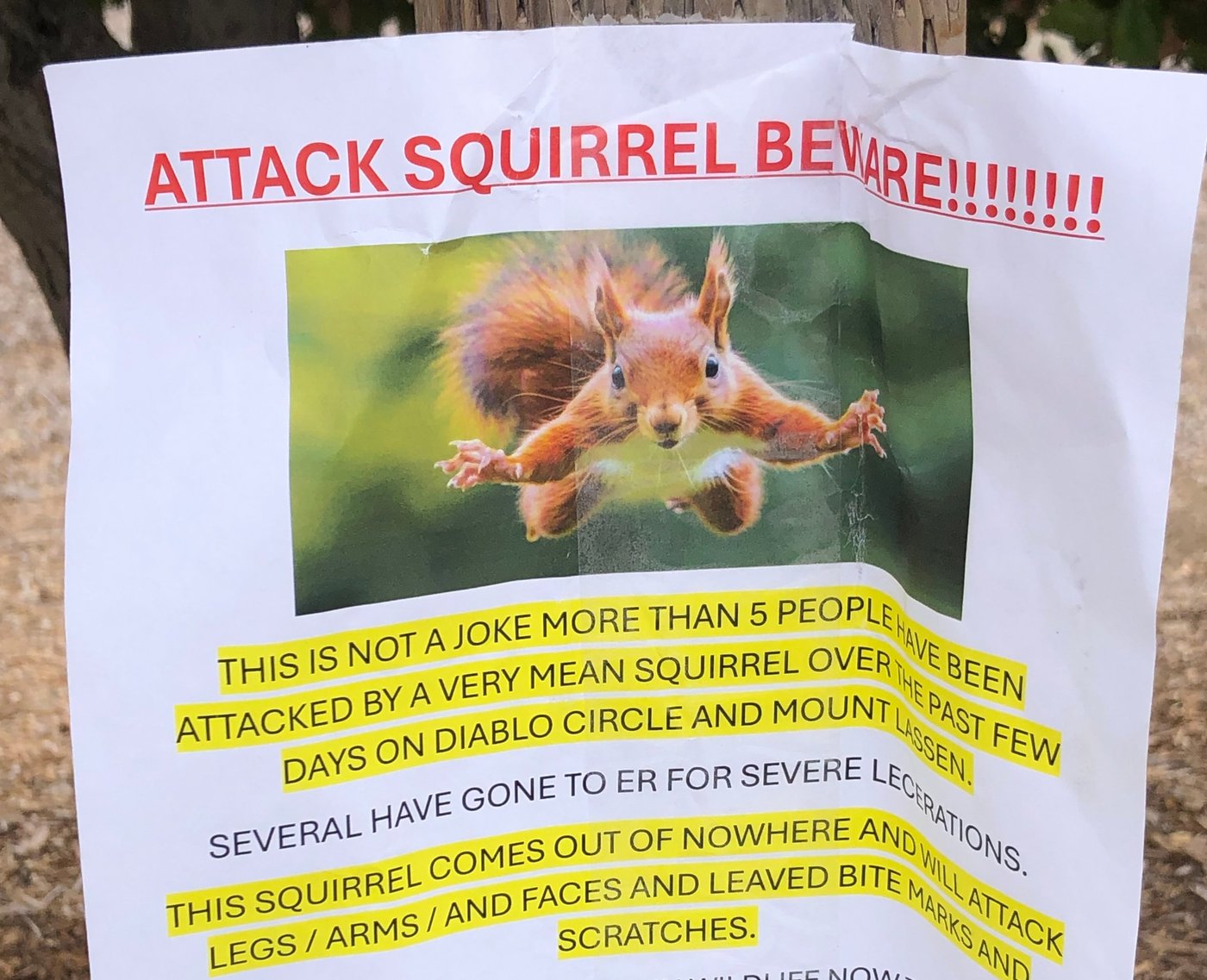 'Very mean squirrel' seeking food has sent at least 2 people to the ER in a California city | iNFOnews.ca