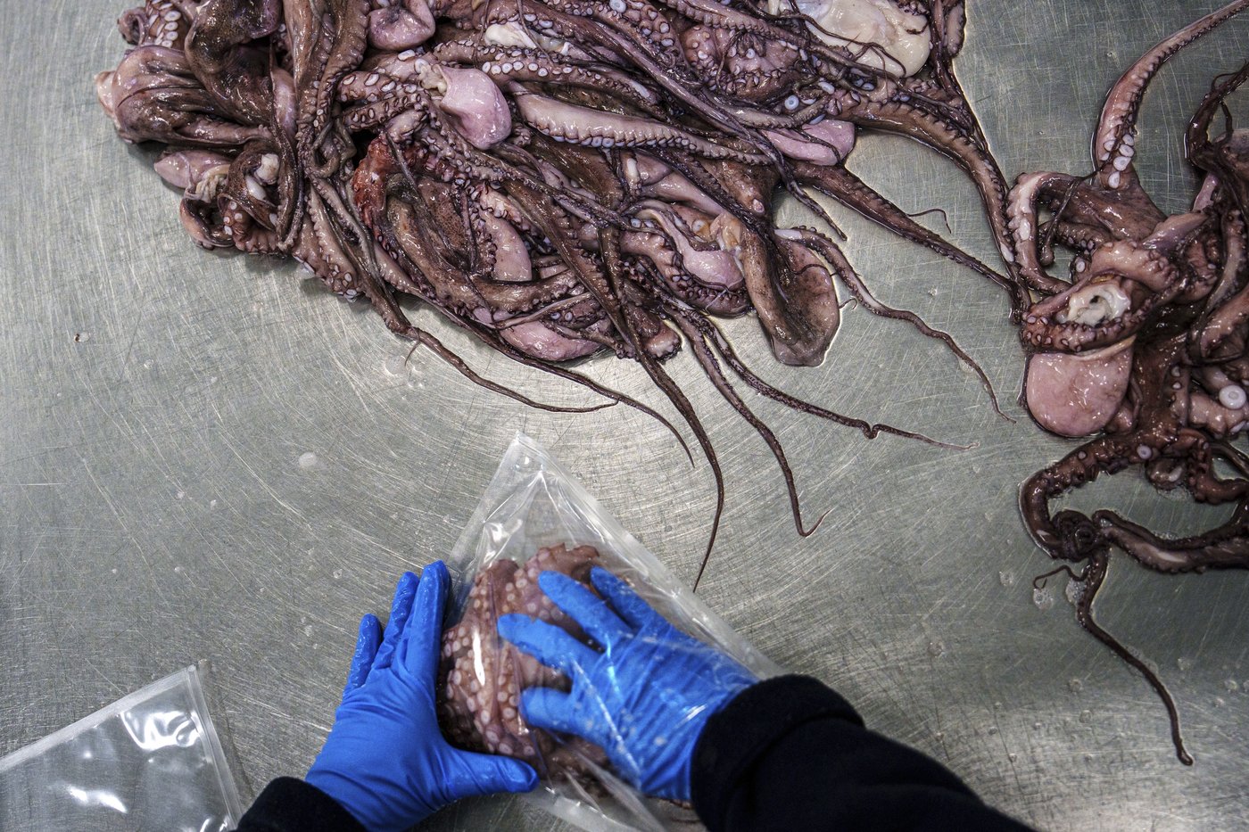 As octopuses dwindle in Spanish waters, suppliers look to imports and farming despite concerns | iNFOnews.ca