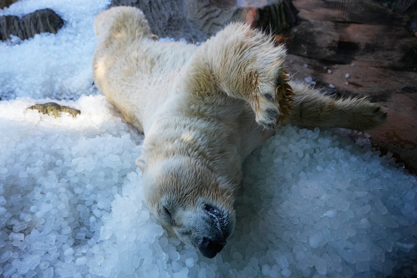 Prague zoo keeps polar bears cool with ice cubes as European summer heatwave hits | iNFOnews.ca Prague zoo keeps polar bears cool with ice cubes as European summer heatwave hits | iNFOnews.ca