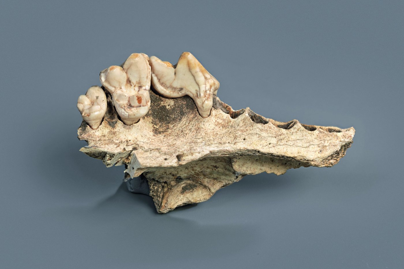New studies of old dogs help scientists understand where they came from | iNFOnews.ca New studies of old dogs help scientists understand where they came from | iNFOnews.ca