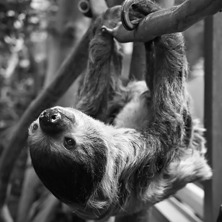 Vancouver Aquarium says goodbye to beloved sloth Hurricane, dead at 29 | iNFOnews.ca