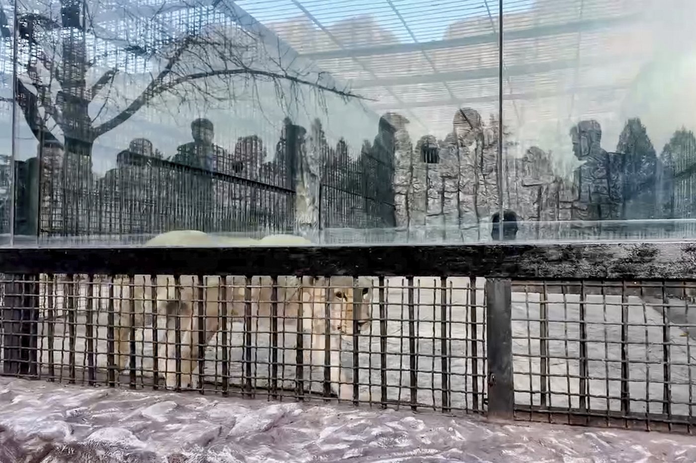 Yaks, bears and cockatoos are among the animals Russia is sending to North Korean zoo | iNFOnews.ca