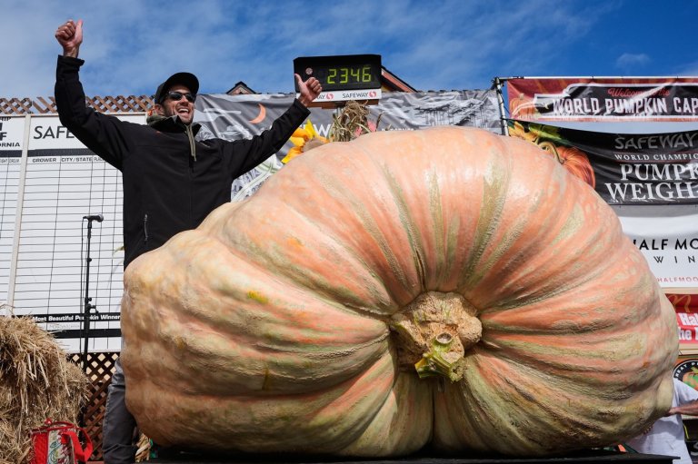 Giant pumpkins battle for heavyweight glory and the world record in California | iNFOnews.ca