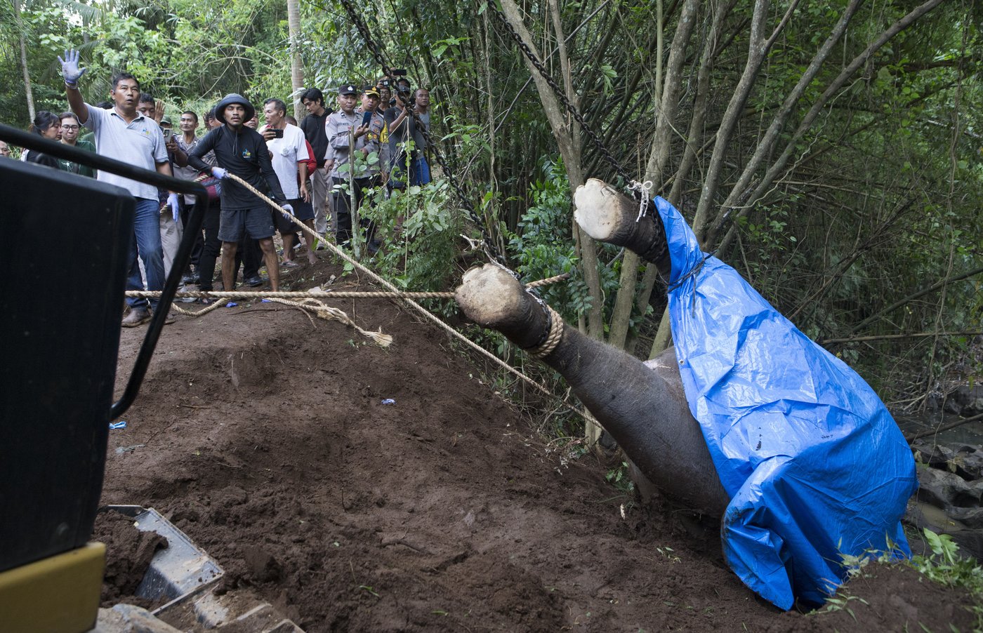 A zoo elephant dies in Indonesia after being swept away in a river | iNFOnews.ca