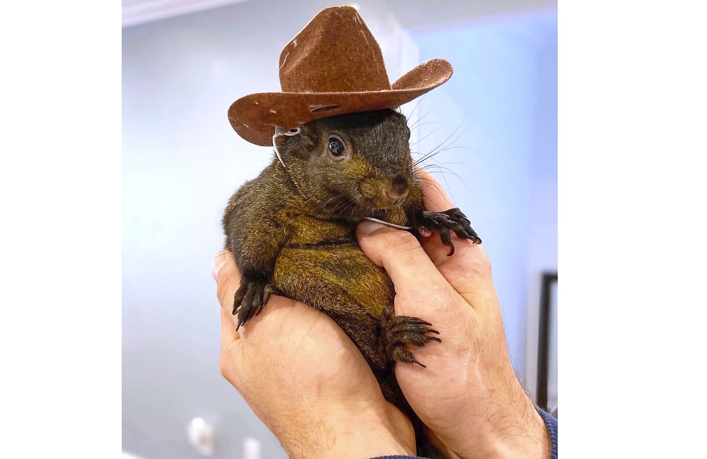 Inside the investigation, seizure and death of Peanut the social media star squirrel | iNFOnews.ca