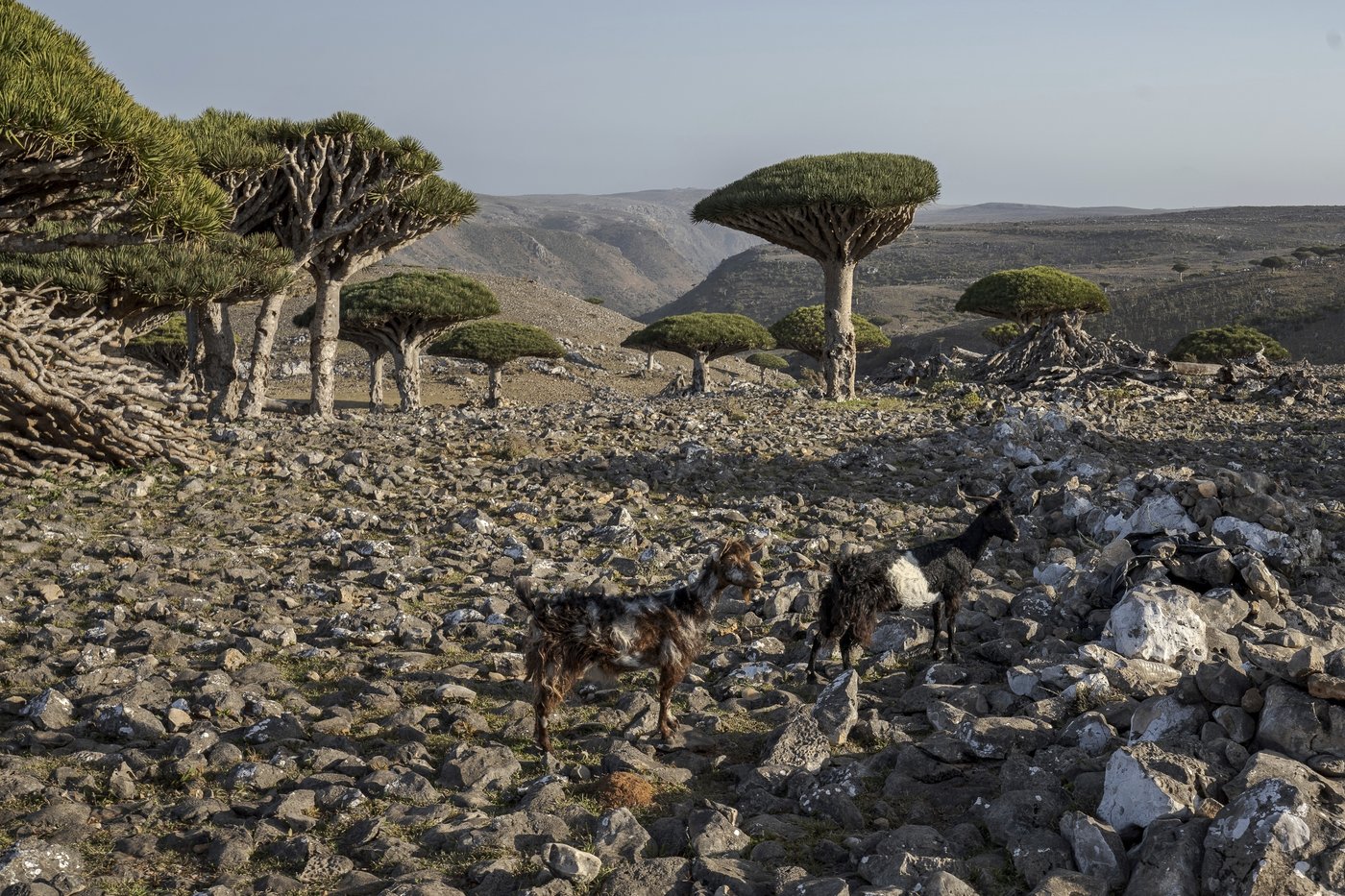 These surreal trees survived for centuries. Scientists worry for their future | iNFOnews.ca These surreal trees survived for centuries. Scientists worry for their future | iNFOnews.ca