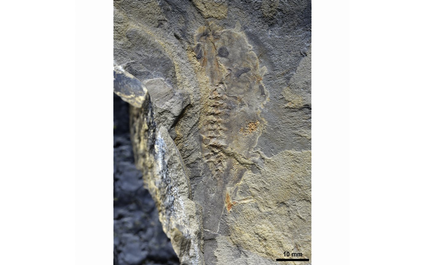 This ancient tadpole fossil is the oldest ever discovered | iNFOnews.ca This ancient tadpole fossil is the oldest ever discovered | iNFOnews.ca