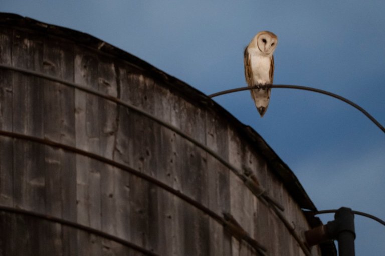 The roof of a water tower in Manhattan where a rare family of barn owls nested has been removed | iNFOnews.ca