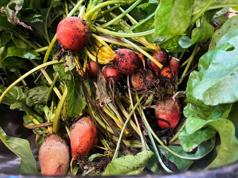How to cook, freeze or pickle plant scraps instead of throwing them away | iNFOnews.ca