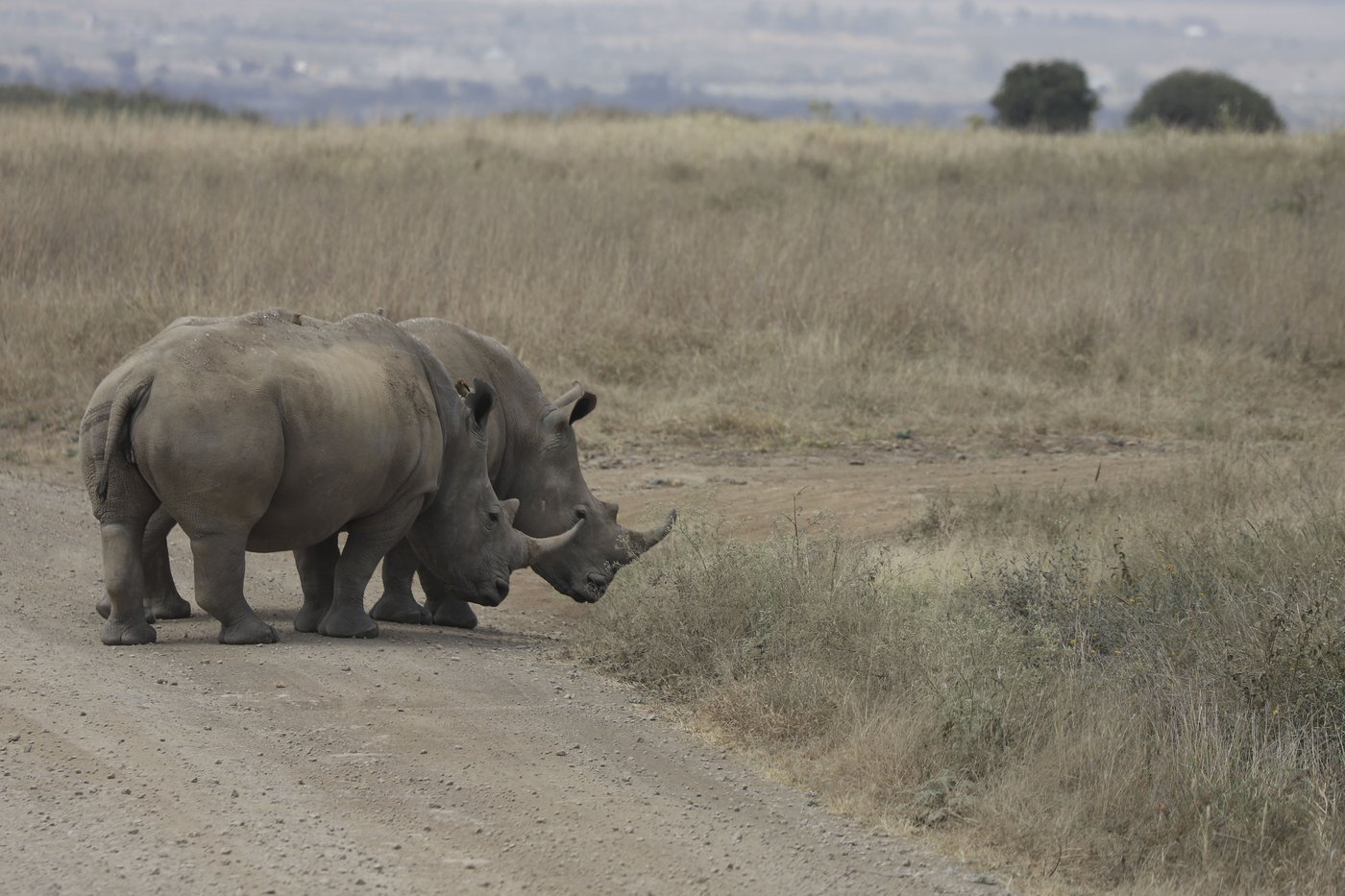 The number of rhinos is slightly up but poaching has increased too | iNFOnews.ca