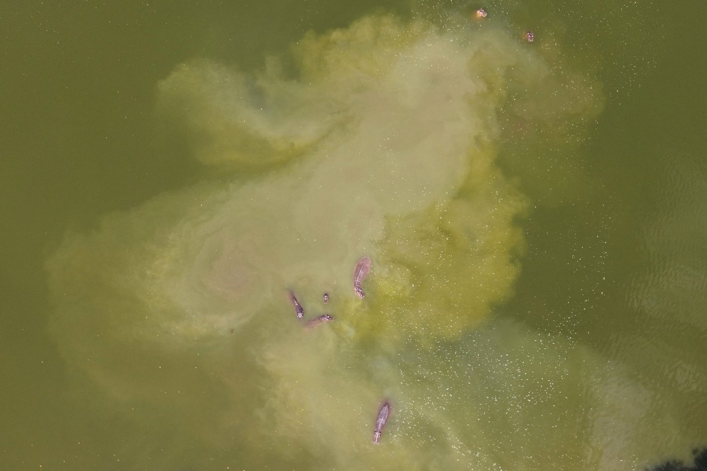 Photos show hippos introduced to Colombia by Pablo Escobar as the nation debates their fate | iNFOnews.ca