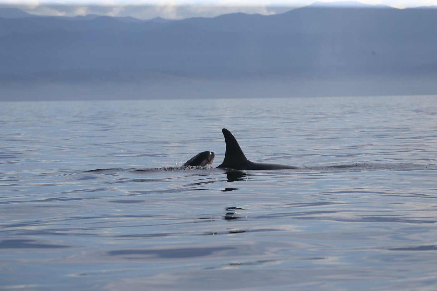New southern resident killer whale calf spotted in waters near B.C. | iNFOnews.ca
