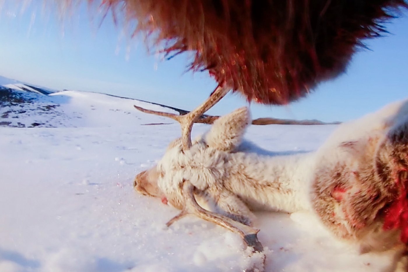 Collar cams offer a bear's eye view into the lives of grizzlies on Alaska's desolate North Slope | iNFOnews.ca Collar cams offer a bear's eye view into the lives of grizzlies on Alaska's desolate North Slope | iNFOnews.ca