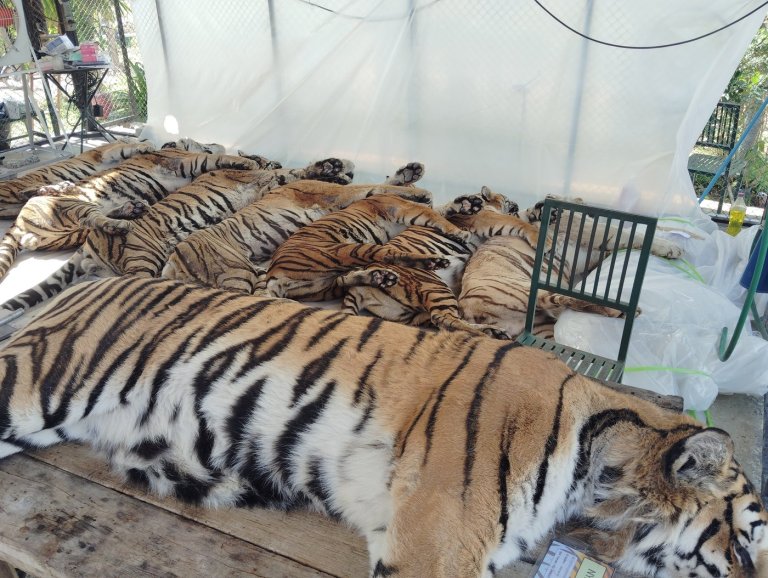 Thai officials say 72 tigers at tourist parks died of canine distemper, allaying bird flu fears | iNFOnews.ca
