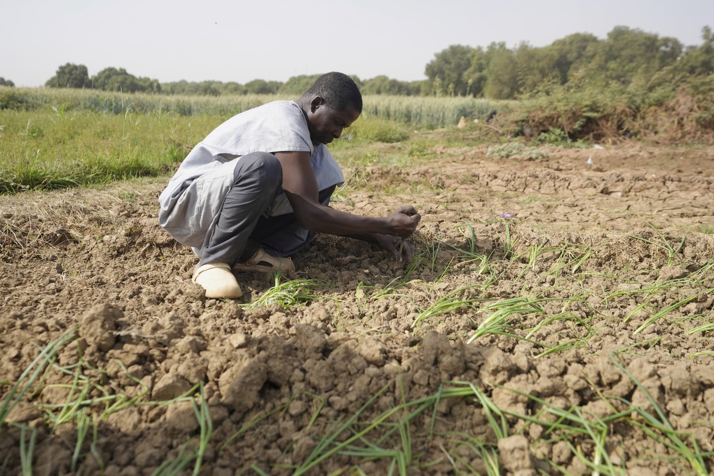 Nigeria has a food security problem as water for crops is harder to find | iNFOnews.ca Nigeria has a food security problem as water for crops is harder to find | iNFOnews.ca