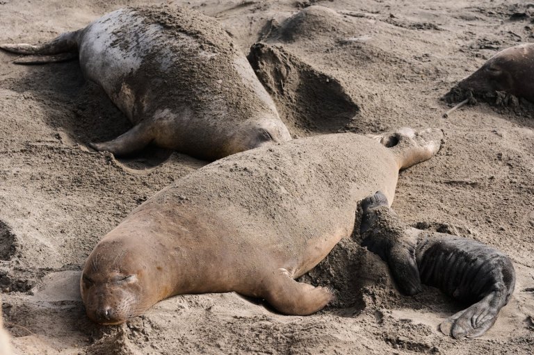 Bird flu outbreak in California elephant seals prompts officials to cancel popular tours | iNFOnews.ca