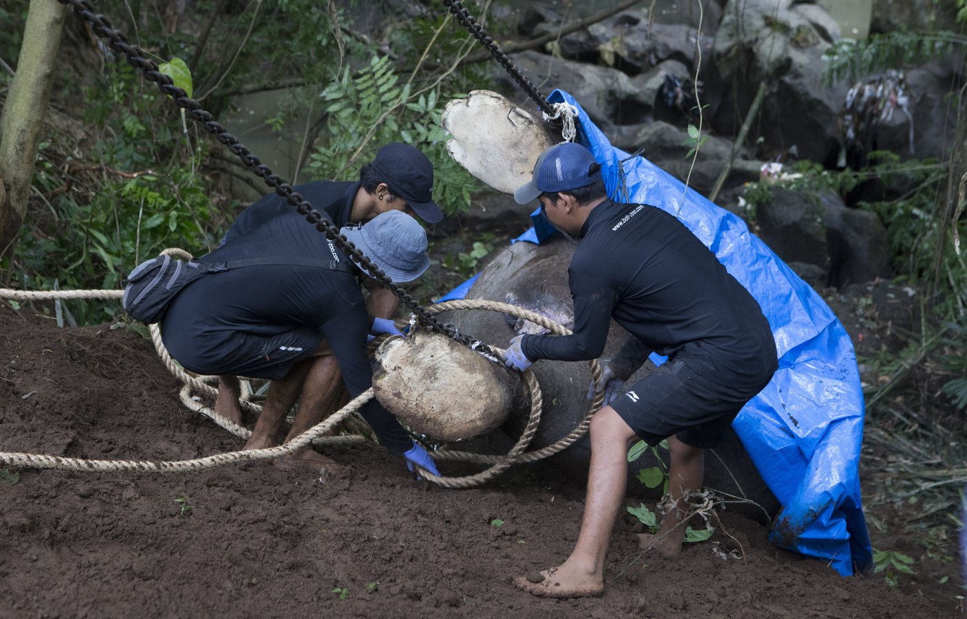 A zoo elephant dies in Indonesia after being swept away in a river | iNFOnews.ca