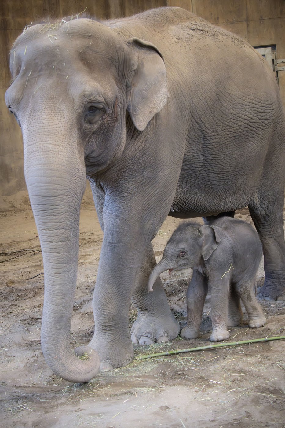 The Oregon Zoo welcomes a new baby elephant | iNFOnews.ca