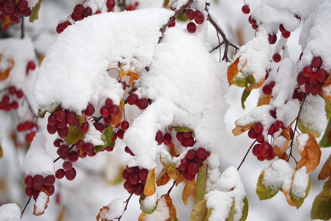 New Mexico governor declares emergency as western winter storm leaves thousands without power | iNFOnews.ca New Mexico governor declares emergency as western winter storm leaves thousands without power | iNFOnews.ca