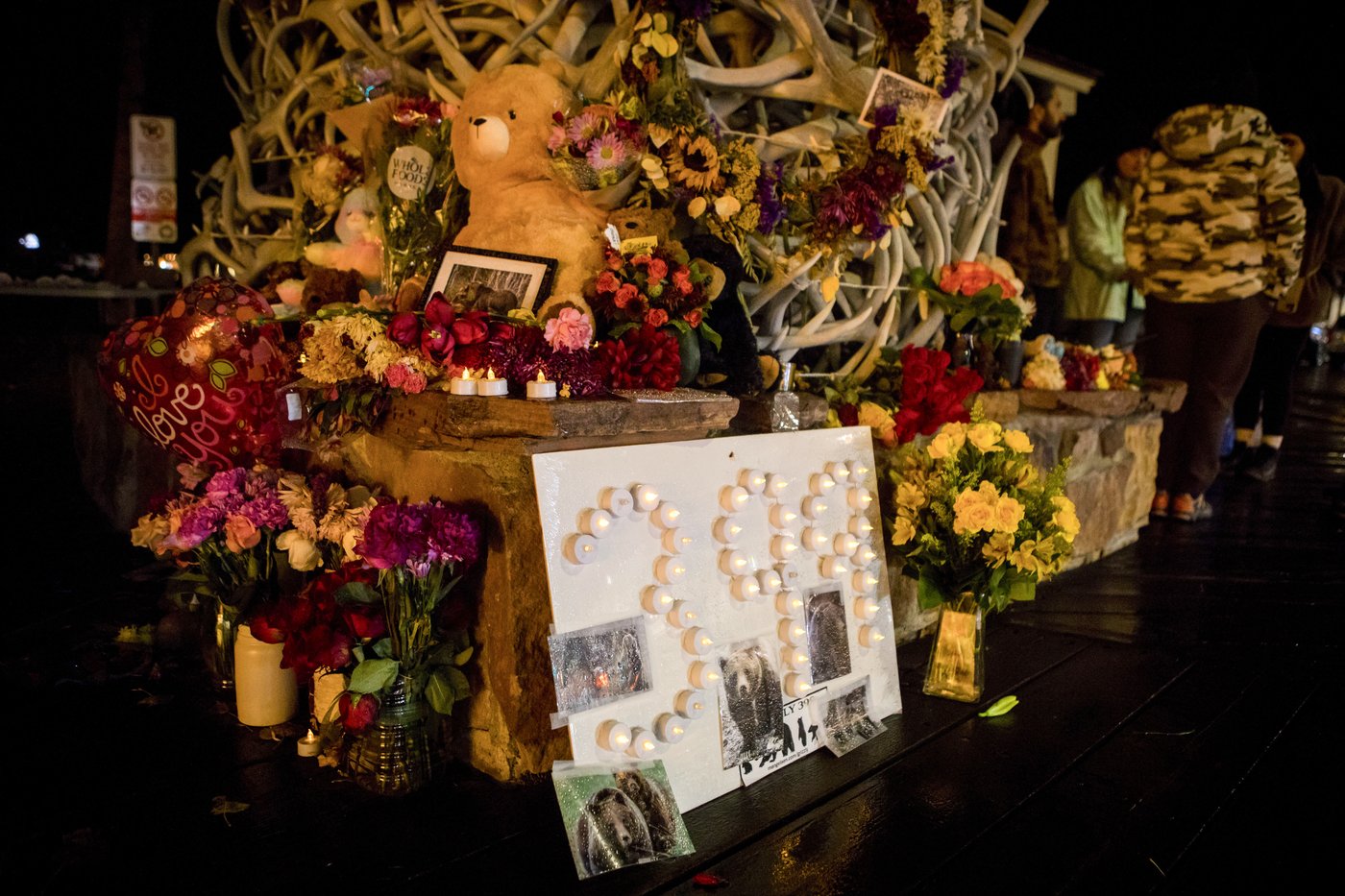 Vigil held for Grizzly No. 399, the beloved Grand Teton bear who was killed by a vehicle | iNFOnews.ca