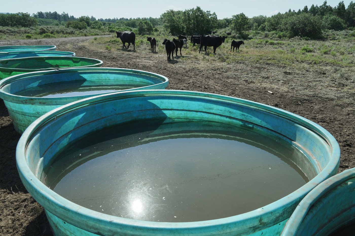 Water hauling is the new chore no rancher asked for | iNFOnews.ca Water hauling is the new chore no rancher asked for | iNFOnews.ca