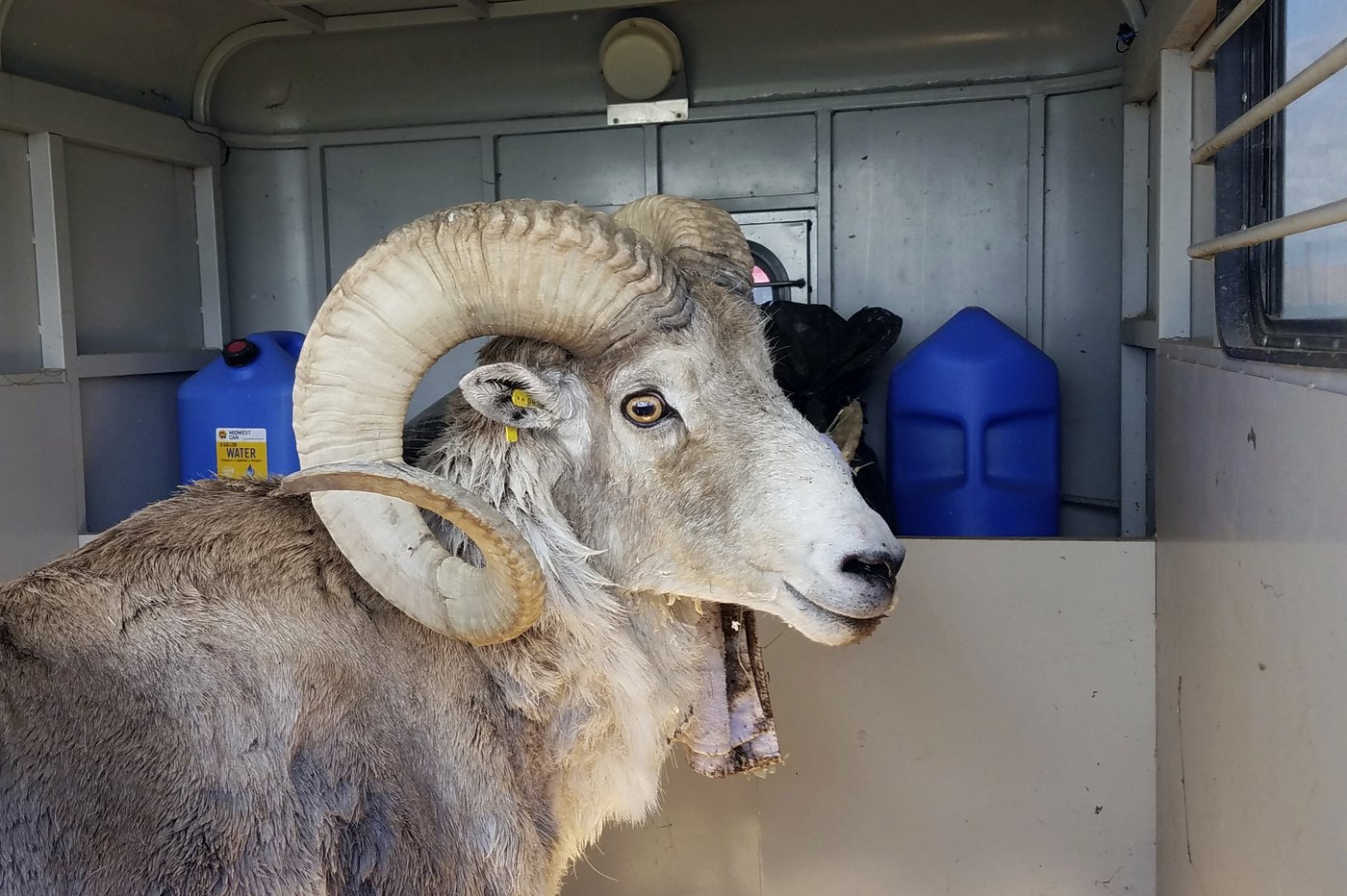 Montana man gets 6 months in prison for cloning giant sheep and breeding it | iNFOnews.ca