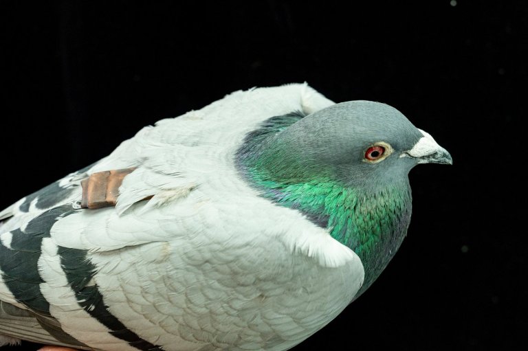 Pigeons may be navigating with their liver, study suggests | iNFOnews.ca