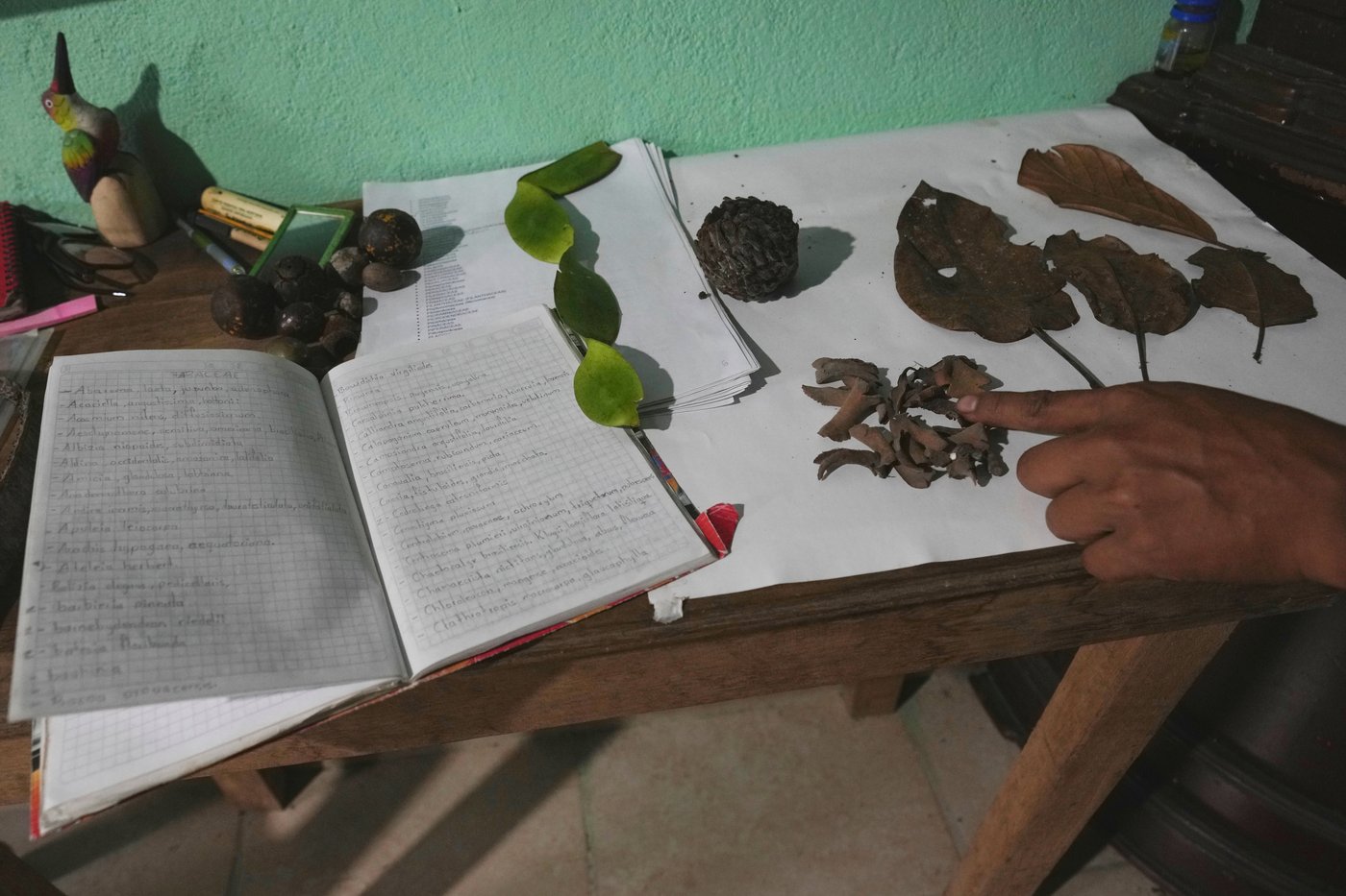 Seed guardians of the Amazon: A family's solitary fight to save endangered plants | iNFOnews.ca