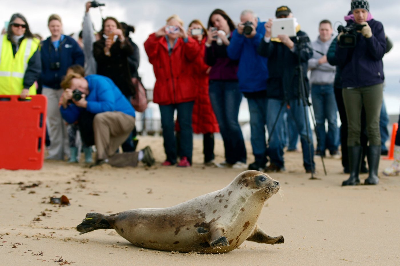 Arctic seals and more than half of bird species are in trouble on latest list of threatened species | iNFOnews.ca Arctic seals and more than half of bird species are in trouble on latest list of threatened species | iNFOnews.ca