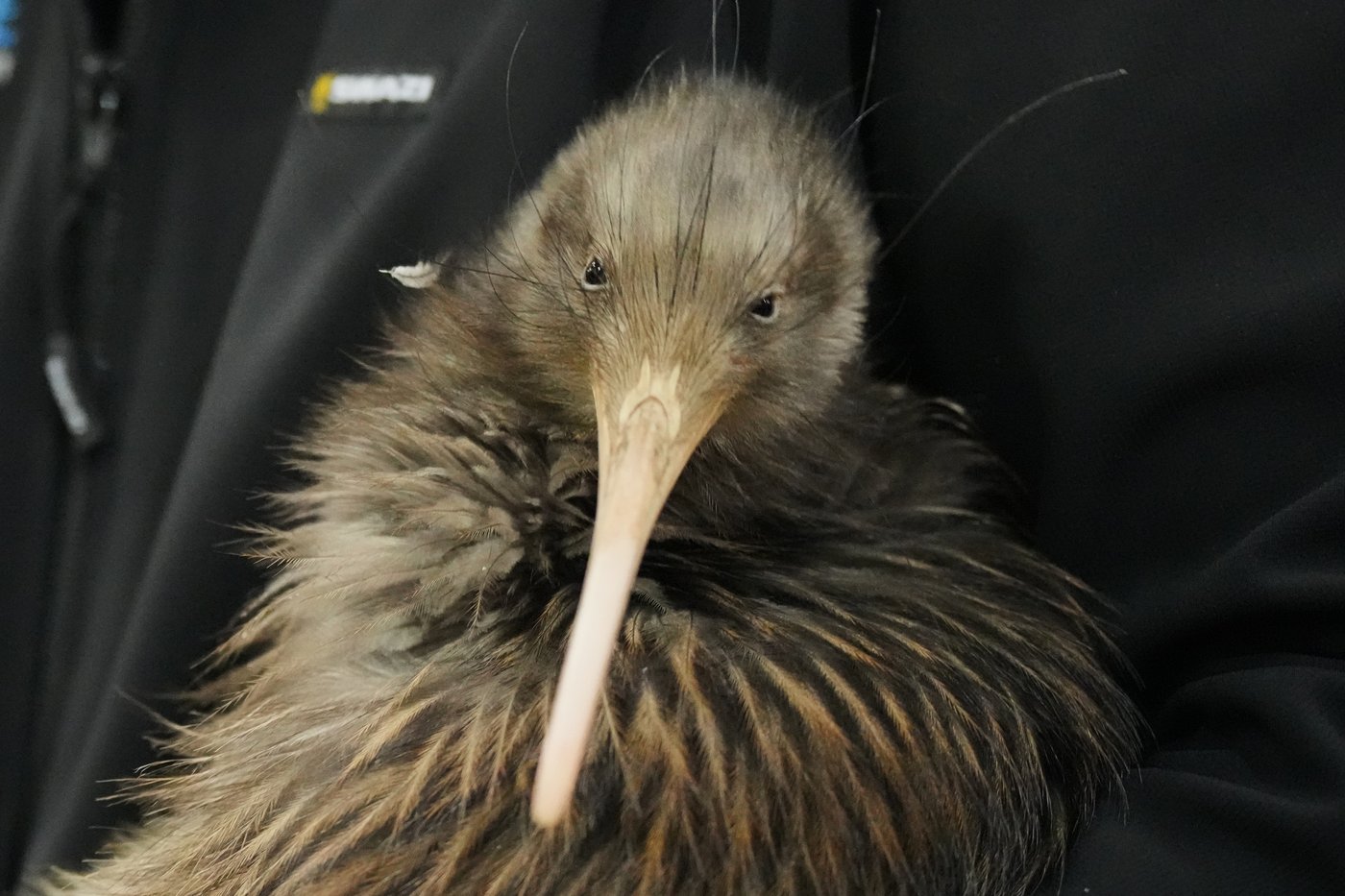 A citizen campaign returns iconic kiwi birds to New Zealand's capital after a century-long absence | iNFOnews.ca A citizen campaign returns iconic kiwi birds to New Zealand's capital after a century-long absence | iNFOnews.ca