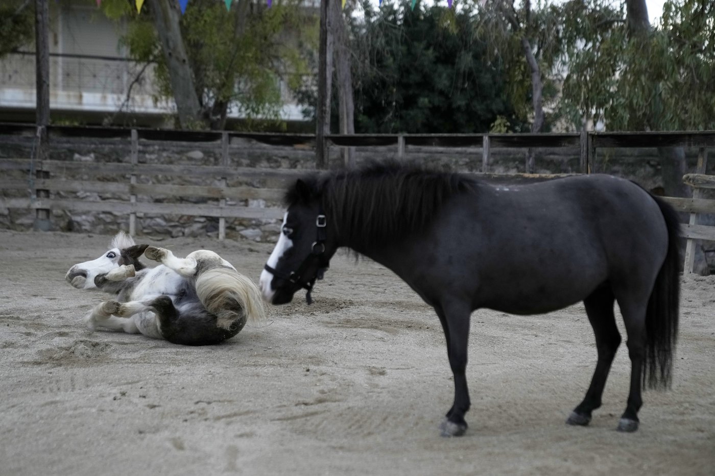Greece's only miniature therapy horses bring joy to many, but their charity is struggling | iNFOnews.ca