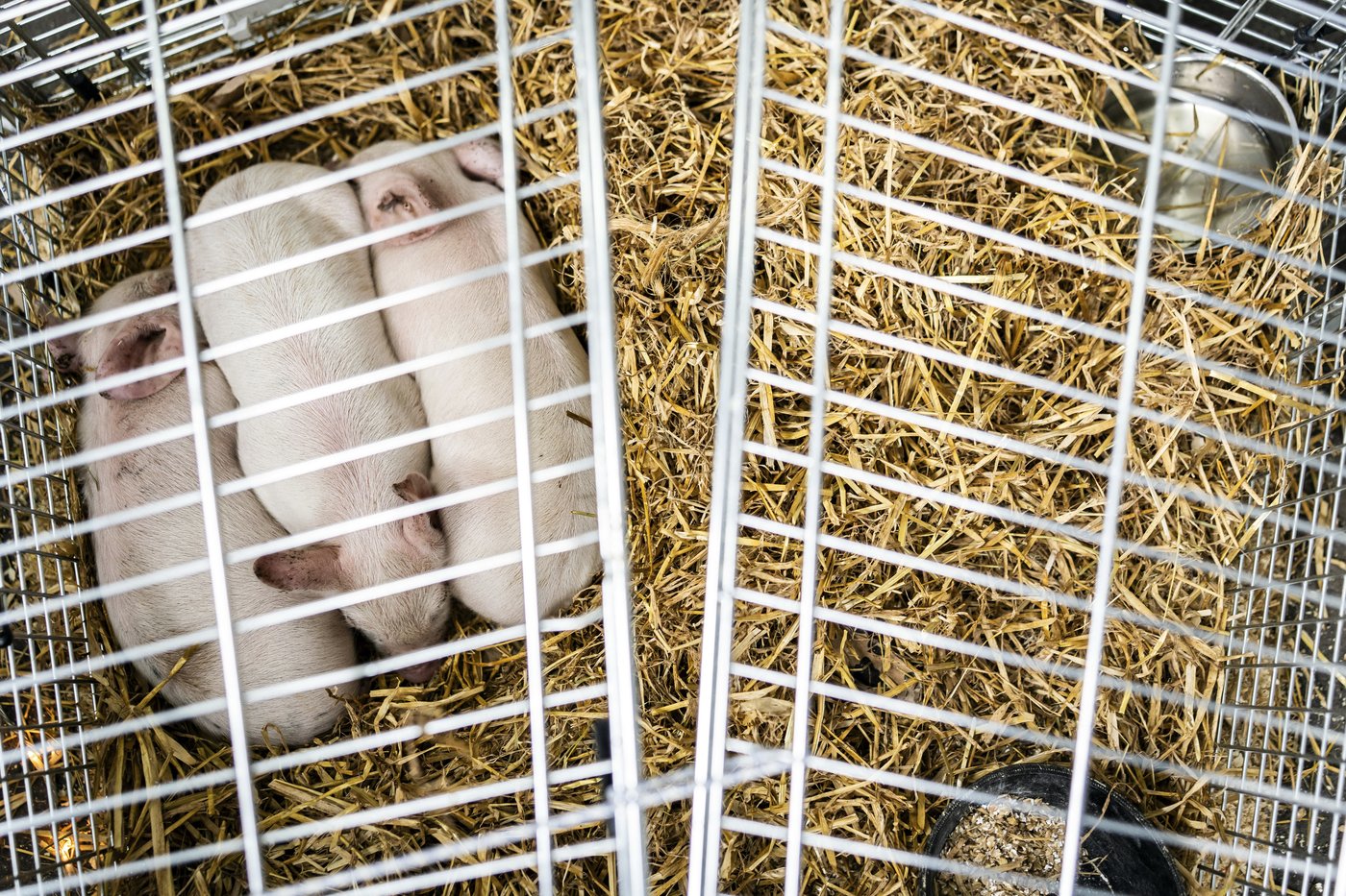 Piglets will be left to starve in a controversial art exhibit in Denmark | iNFOnews.ca Piglets will be left to starve in a controversial art exhibit in Denmark | iNFOnews.ca