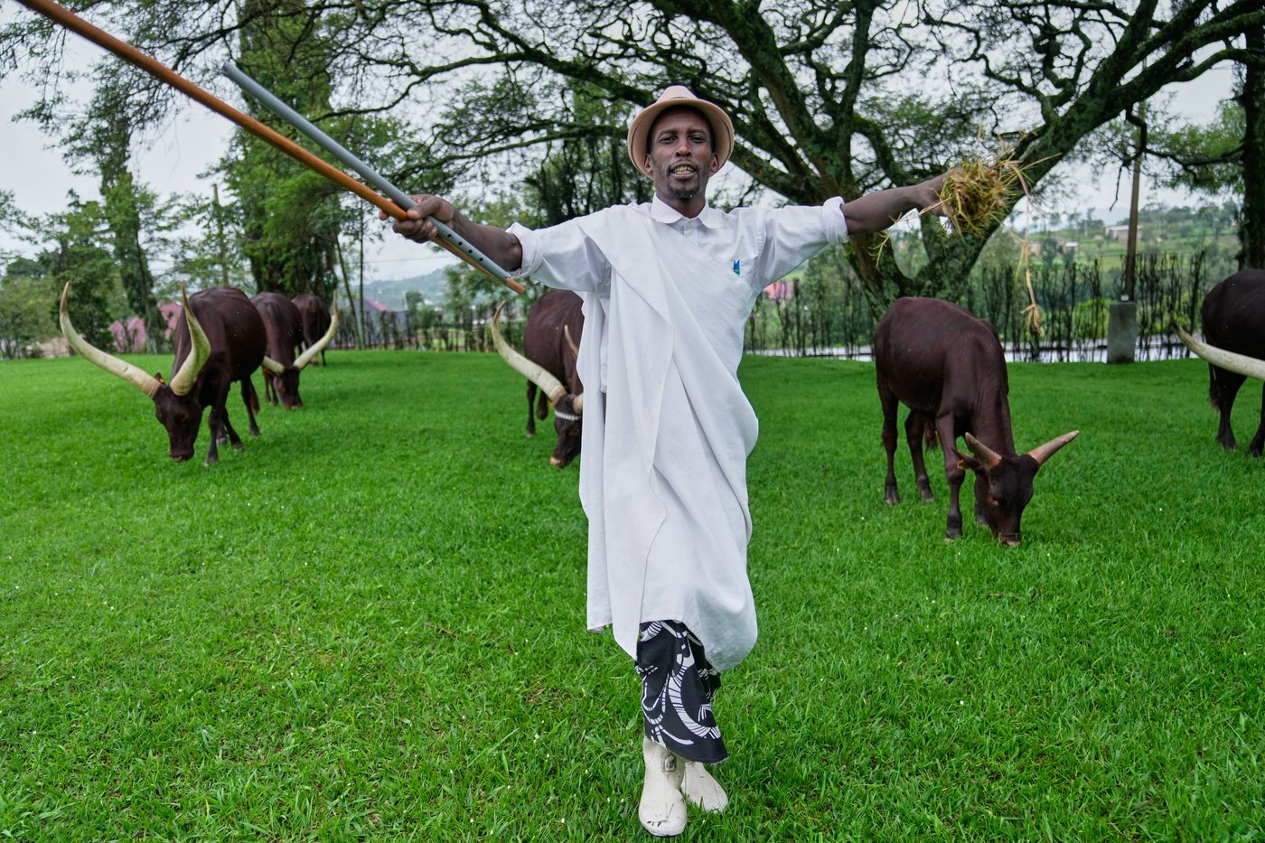 In Rwanda, a royal herd of cattle is treated to poetry and cultural reverence | iNFOnews.ca In Rwanda, a royal herd of cattle is treated to poetry and cultural reverence | iNFOnews.ca