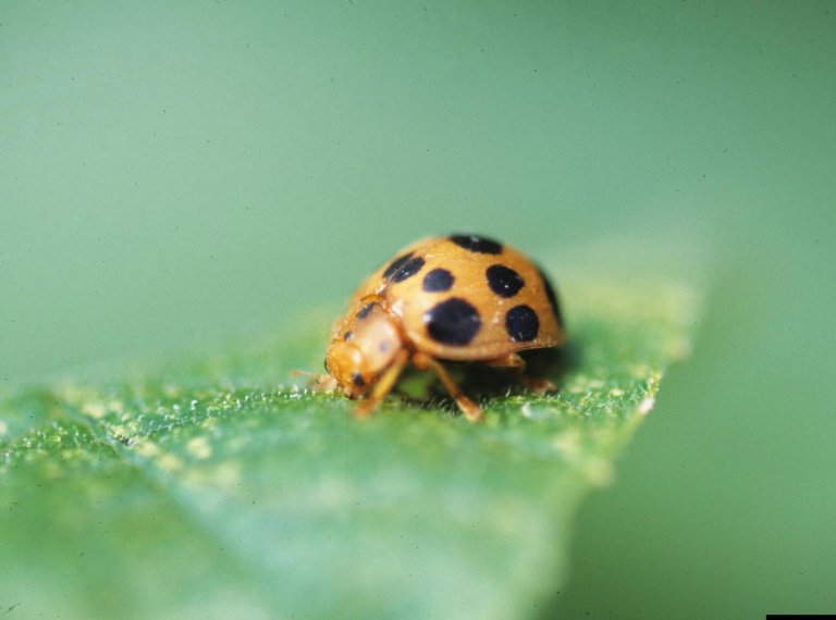 From errant birdseed to mint mishaps, gardening can be as scary as any Halloween night | iNFOnews.ca From errant birdseed to mint mishaps, gardening can be as scary as any Halloween night | iNFOnews.ca