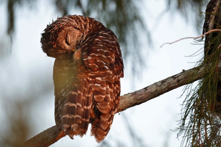 City of Victoria issues warning after owl attacks same person twice in three days | iNFOnews.ca