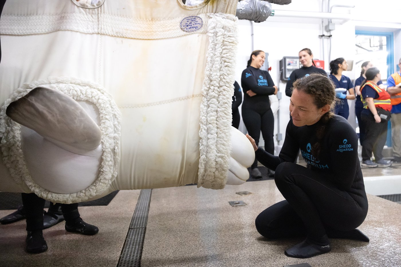 Four more belugas arrive at Chicago aquarium from shuttered Canadian theme park | iNFOnews.ca Four more belugas arrive at Chicago aquarium from shuttered Canadian theme park | iNFOnews.ca