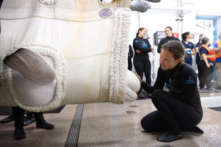 Four more belugas arrive at Chicago aquarium from shuttered Canadian theme park | iNFOnews.ca